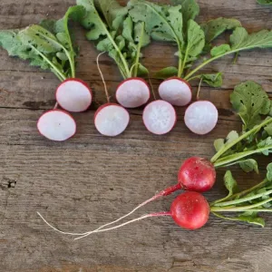Cherriette Radish (F1 Hybrid 26 Days)