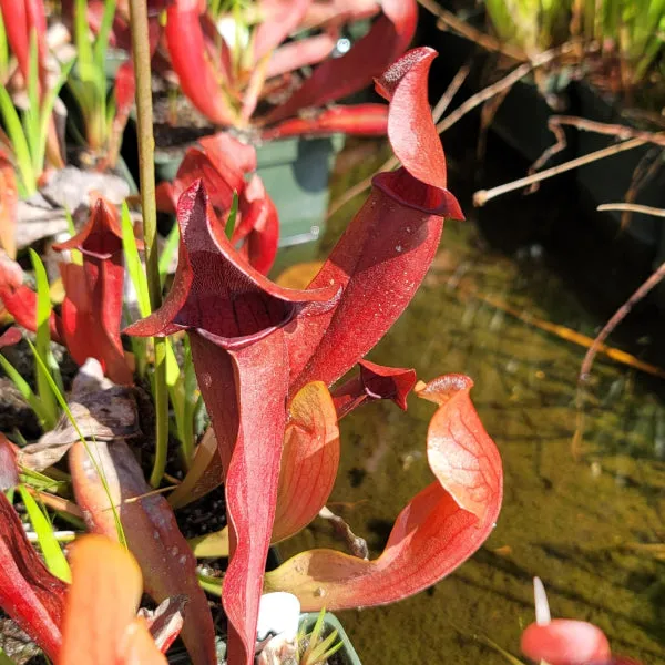 Sarracenia x chelsonii