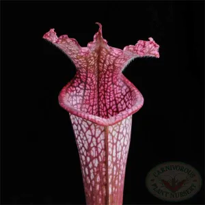 Sarracenia x stevensii